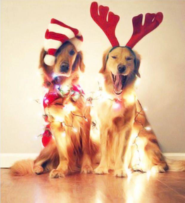 Quem disse que cachorros não fazem parte da família? (Foto: Reprodução)